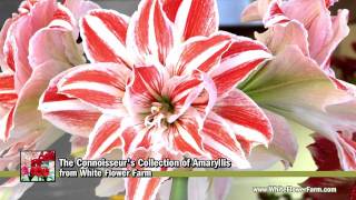 The Connoisseurs Collection of Amaryllis  White Flower Farm [upl. by Higley]