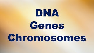 DNA Genes and Chromosomes Short Explanation [upl. by Meredi326]