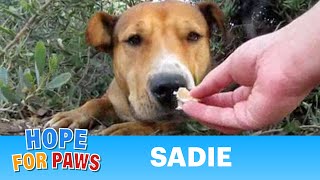 Sadie  dog rescued after living above the 5 FWY for 9 months By Eldad Hagar rescue [upl. by Lila]