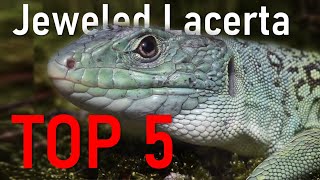 5 Things You Didnt Know About Jeweled Lacertas [upl. by Dnomzed]