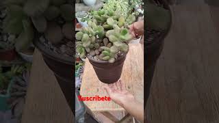 Cotyledon Tomentosa 💚suculentassuscribete youtubeshorts videoviral [upl. by Evonne]