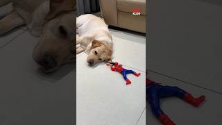 Anjing vs Spider Man amp Kapten Amerika shorts [upl. by Carce]