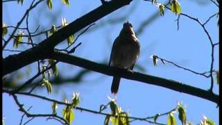 Näktergal  Luscinia luscinia  Thrush Nightingale  ljudsound [upl. by Buchalter]