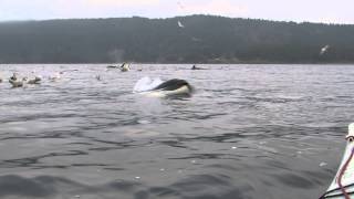 orca goes under my kayak [upl. by Amary]