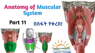 Anatomy of Muscular System Muscles of pharynx ampLarynx Interesting Video with Amharic SpeechPart11 [upl. by Nanor755]