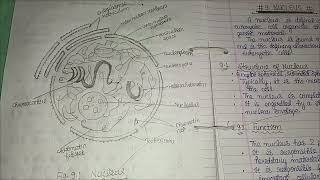 BSC Zoology Nucleus practical  1st semester  assignment [upl. by Saphra]