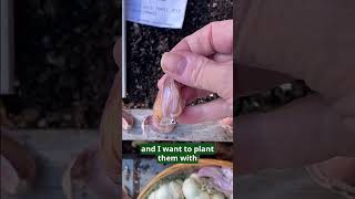 Garlic Square Foot Gardening Planting Tips [upl. by Emor785]