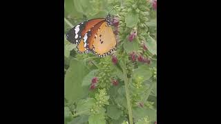 Butterfly Collecting nector from flower of Indian CatmintAnisomelesLottoChokoAdyant nature [upl. by Carr]