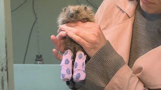 Hedgehogs with broken legs nursed back to health at wildlife hospital [upl. by Eiggem]