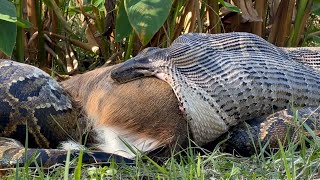 Video of the Day Burmese python eats deer [upl. by Eleirbag916]