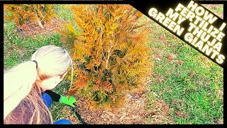 How To Fertilize Thuja Green Giant Arborvitae  Growth Update On Tree Line [upl. by Ahab50]