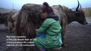 Mongolian Yak Milk [upl. by Bunce]