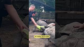 Folks Visiting Us at Our Giant Tortoise Farm [upl. by Orji]