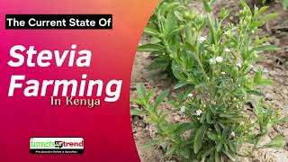 Stevia Farming in Kenya The Current State of Stevia Farming in Kenya [upl. by Nannah]