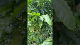 Como es la variedad Marsellesa Parte 3 specialtycoffee coffeeorigin cafeconhistoria [upl. by Airliah]