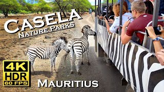 Casela Nature Parks Mauritius in 4K 60fps HDR Dolby Atmos 💖African Safari bus ride and walking tour [upl. by Parnell537]