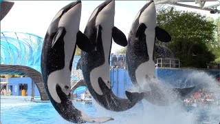 Orca Encounter Full Show  SeaWorld Orlando  April 8 2021 [upl. by Meri]