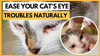 How to Treat Cat Eye Infection At HomeEase Your Cats Watery Eyes Naturally [upl. by Vachel612]