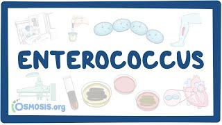 Enterococcus causes symptoms diagnosis treatment pathology [upl. by Trocki]