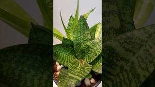 Sansevieria Snake plant  Lucky home plant💰 💸  Indoor Plants 🐍 garden snakeplant plant Indoor [upl. by Vandervelde647]