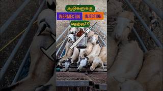 🐐ஆடுகளுக்கு Ivermectin ஊசி எதற்குபெருரோமம் வருவதற்கு காரணம்  அது ஆடுகளின் வளர்ச்சியை பாதிக்குமா 😱 [upl. by Solita213]