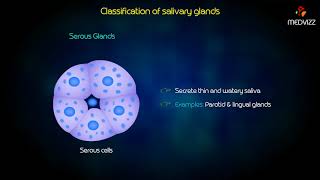 Classification of salivary glands [upl. by Maiga]