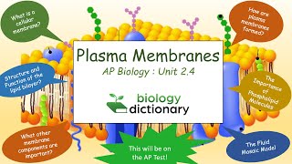 Functions of Plasma Proteins  Blood Physiology [upl. by Yrollam]