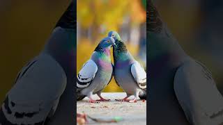 Pigeons Cleaning Each other pigeons birdwatching birds pigeon aiinsights ai [upl. by Holmun]