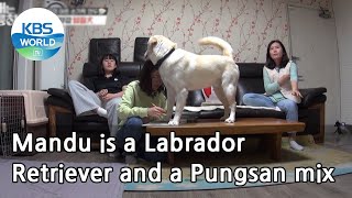 Mandu is a Labrador Retriever and a Pungsan mix Dogs are incredible  KBS WORLD TV 210428 [upl. by Aikas]