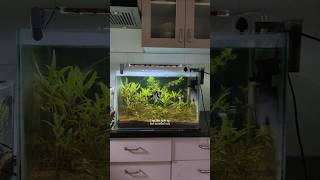 Toxic gas in my dirted tank ☣️ plantedtank aquarium plant viral aquascape science short [upl. by Weintrob]