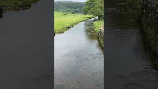 Swallows in flight birds nature walkingshorts yorkshiredales wildlife river stream water [upl. by Anirrak]