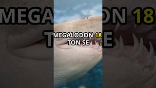 Megalodon Shark video trending viralshort viralvideo [upl. by Miksen895]