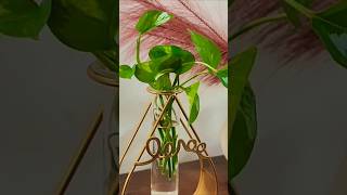 Propagating money plant or pothos plantlover indoorplants shorts homedecor [upl. by Uol]