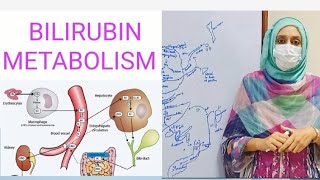 Bilirubin metabolism [upl. by Oynotna]