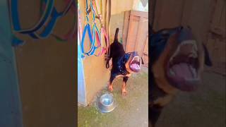 Rottweiler dog 🐕 short viral shorts [upl. by Busiek]