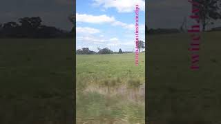 VLINE Albury NSW To Southern Cross 101024 vline shorts shortvideo train travel views [upl. by Petty]