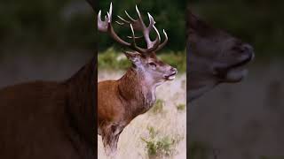 Rutting Season deer deerstags stagsego nature deerseason wildlife forest reddeer [upl. by Eph435]