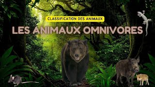 Les animaux Omnivores  Classification des animaux  Jeu de questions des animaux omnivores [upl. by Shoemaker]