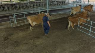 Natural Behavior in Cattle  Cual es el comportamiento natural del ganado [upl. by Budworth466]