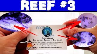 Introduction des détritivores commande RECIF AT HOME REEF 3 [upl. by Etsyrk23]