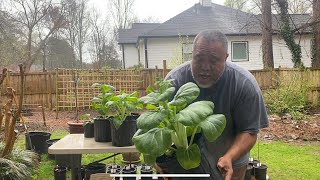 How To Grow Bok Choy In Containers Start To Harvest [upl. by Deedee]