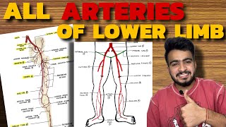 ALL ARTERIES OF LOWER LIMB  Femoral Artery  Popliteal Artery  Dorsalis Pedis Artery [upl. by Hayarahs210]