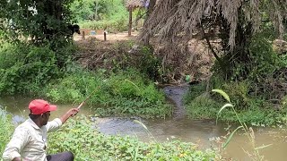 THADITIONAL FLOAT 🎣to Catching by single Hook Fishing Catfish the in Best village Fishing [upl. by Guy392]