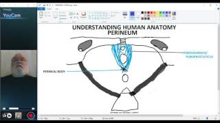 UNDERSTANDING HUMAN ANATOMYPERINEUM PART 2 [upl. by Nitsirt]