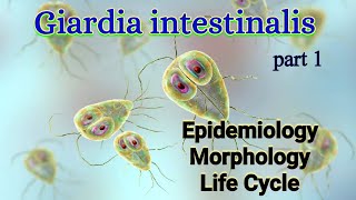 Giardia intestinalis Habitat Epidemiology Morphology Life Cycle  Giardia lamblia [upl. by Essirehs]