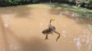 frogs videoshooks fishing frogs [upl. by Annecorinne685]