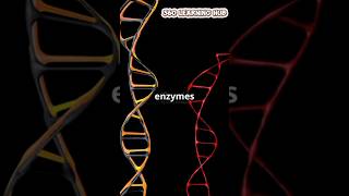 DNA replication explained shorts trending viralvideos foryou knowledge facts shortsviral [upl. by Amles]