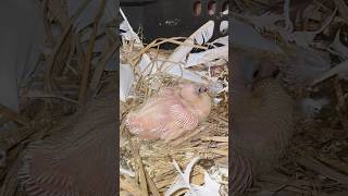 🔥Baby pigeon care treatment viral trending pigeon highlights [upl. by Eneleoj]