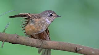 Ferruginous Flycatcher at Singapore Botanic Gardens Nov 15 2024 [upl. by Nolahc]