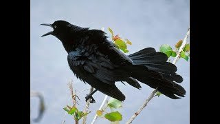 Great Tail Grackle Calls and Sounds [upl. by Huggins]